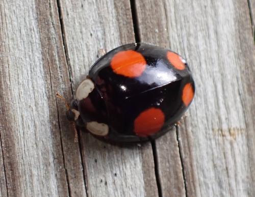 Harmonia axyridis